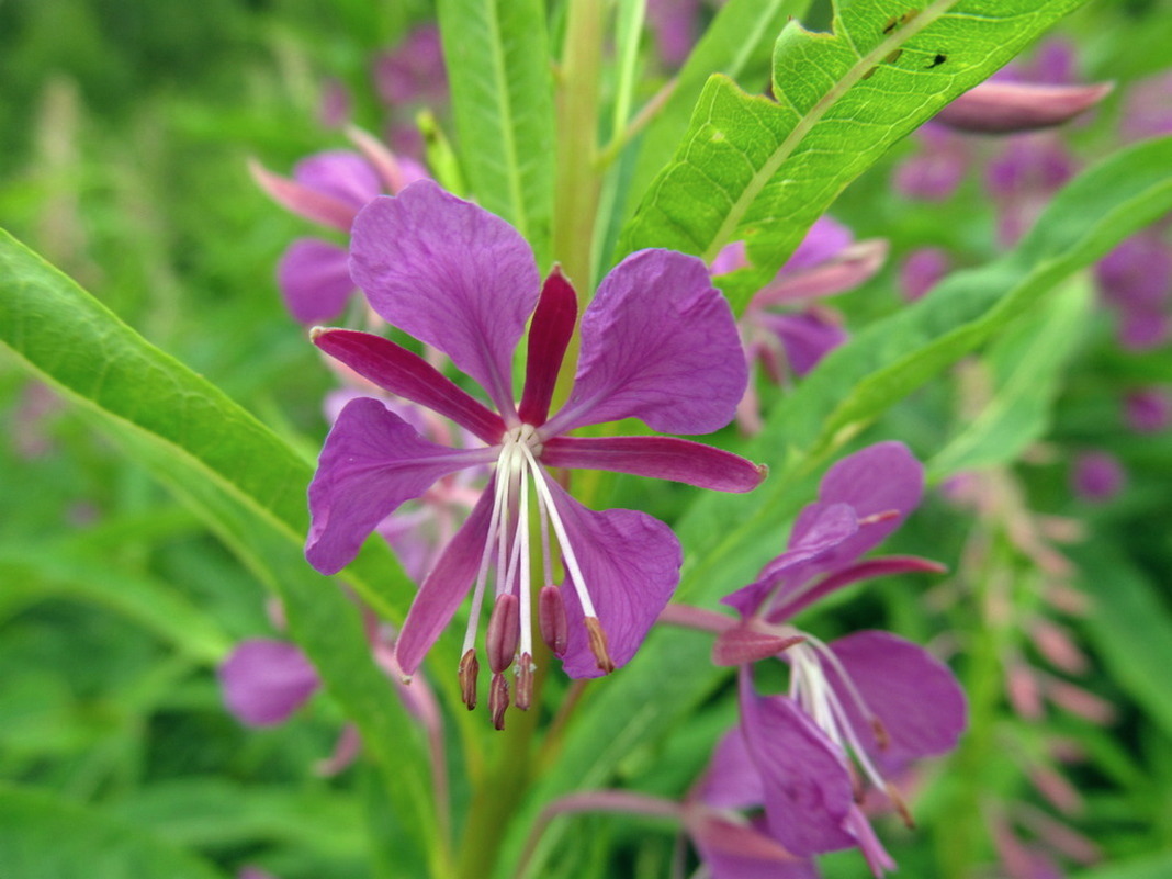 Image of Chamaenerion angustifolium specimen.