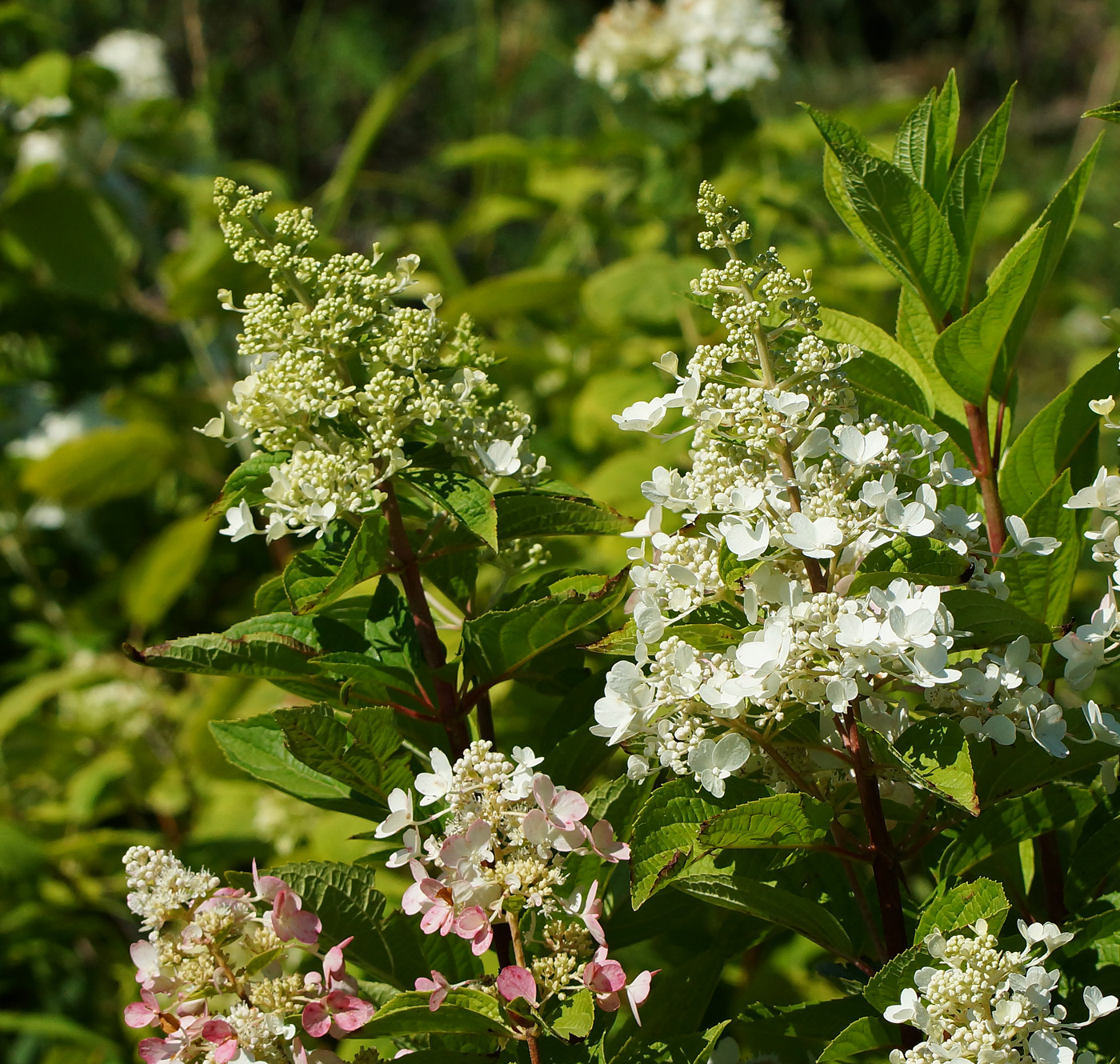 Image of Hydrangea paniculata specimen.