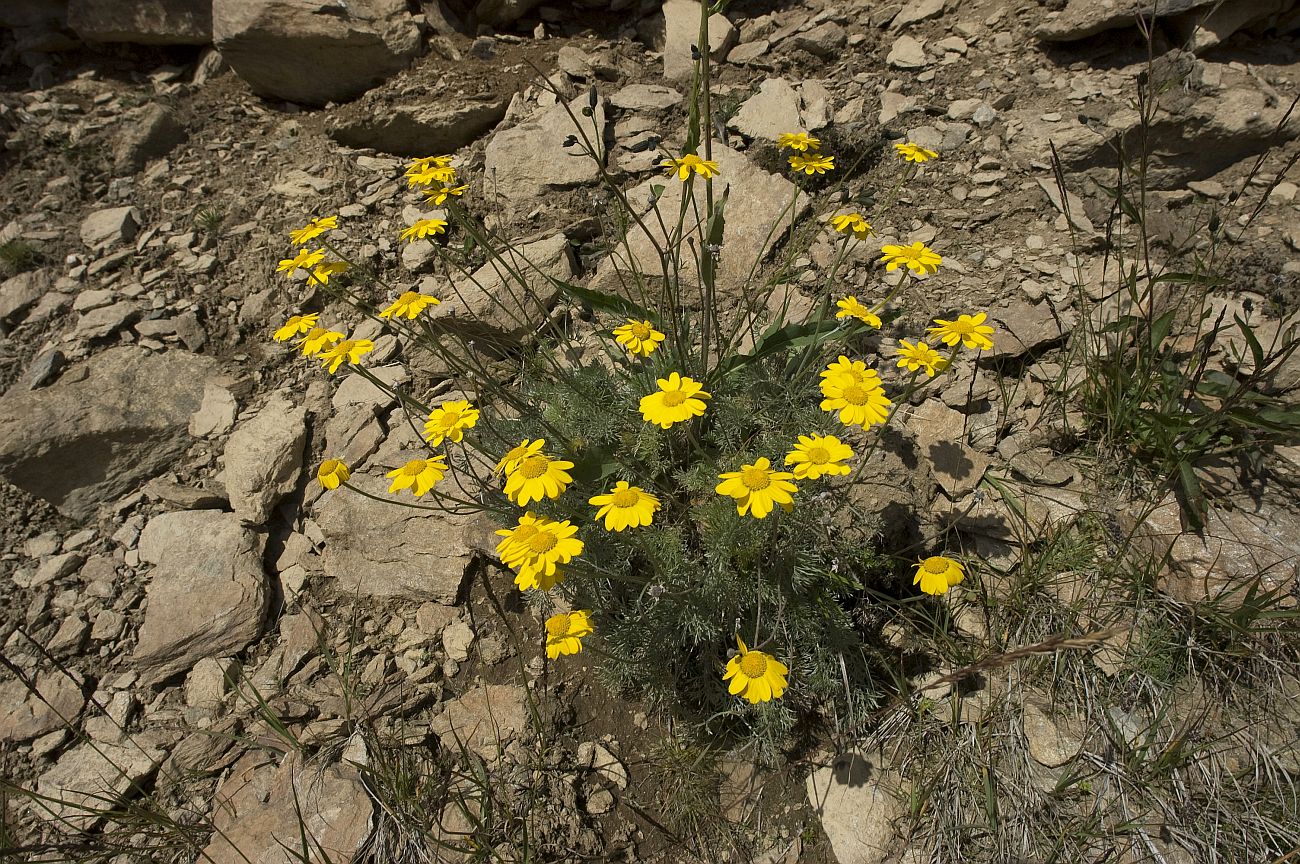 Image of Anthemis marschalliana ssp. pectinata specimen.