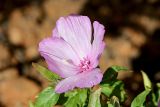 Clarkia amoena. Цветок. Израиль, г. Бат-Ям, в культуре. 08.02.2017.