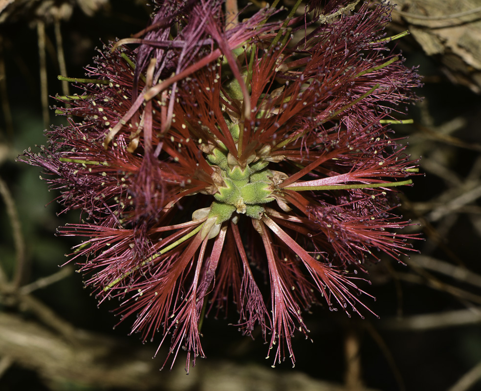 Image of Melaleuca elliptica specimen.