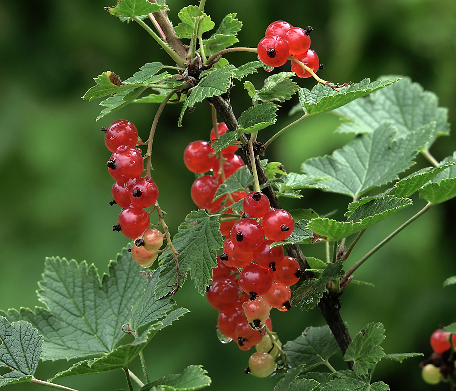 Изображение особи Ribes rubrum.