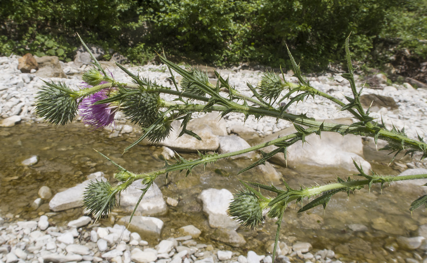 Изображение особи Cirsium vulgare.