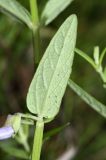 Scutellaria regeliana