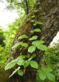 Parthenocissus tricuspidata