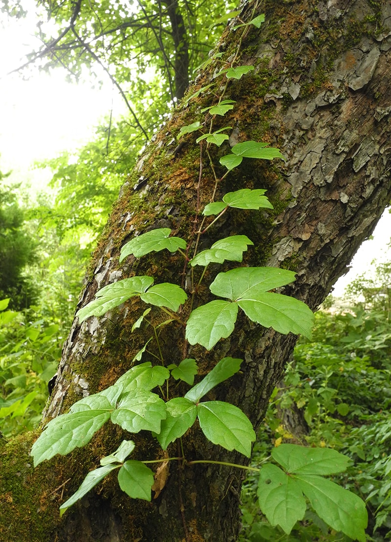 Image of Parthenocissus tricuspidata specimen.