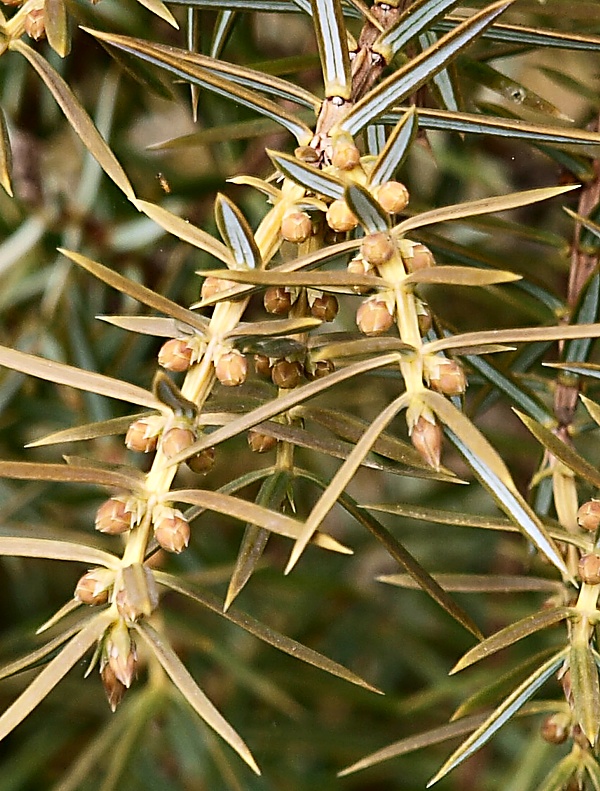 Image of Juniperus oblonga specimen.