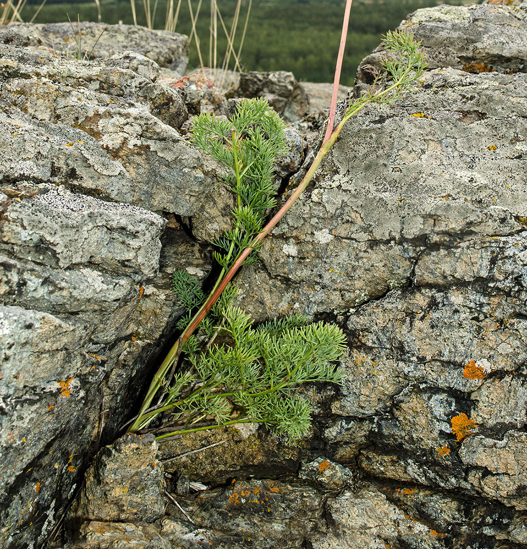 Image of Seseli ledebourii specimen.