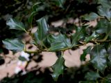 Ilex aquifolium