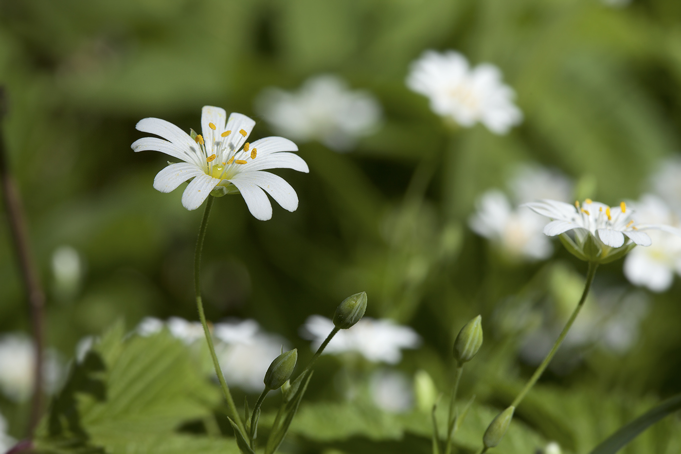 Image of Stellaria holostea specimen.