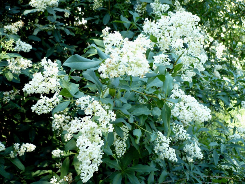 Изображение особи Ligustrum vulgare.