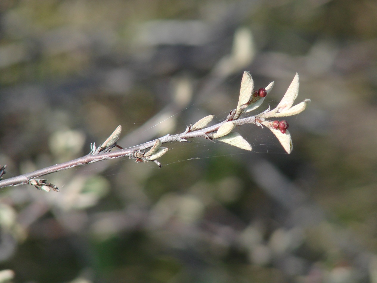 Изображение особи Cotoneaster melanocarpus.