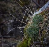 Dianthus acicularis. Перезимовавшее растение с плодоносящими побегами. Пермский край, Лысьвинский р-н, камень Ростун, обнажения известняков. 30.04.2018.