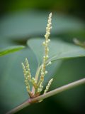 Reynoutria japonica. Развивающееся соцветие. Кировская обл., г. Киров, Ботанический сад Вятского государственного университета, в культуре. 22.09.2018.