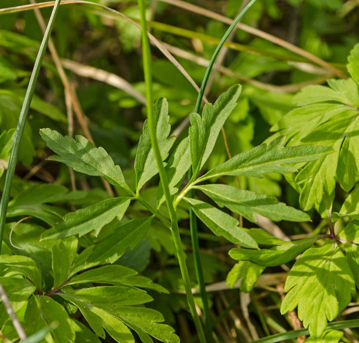 Image of Cardamine trifida specimen.