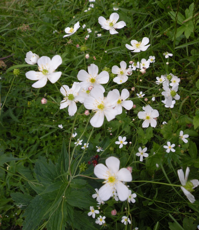 Image of Ranunculus platanifolius specimen.