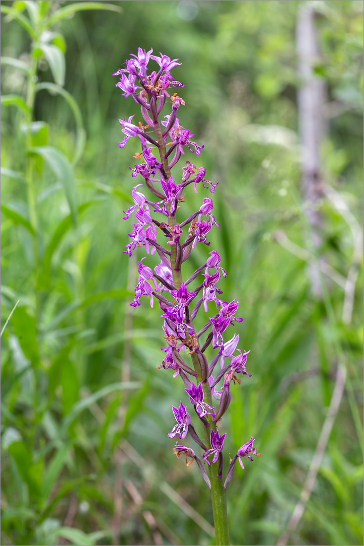 Изображение особи Orchis militaris.