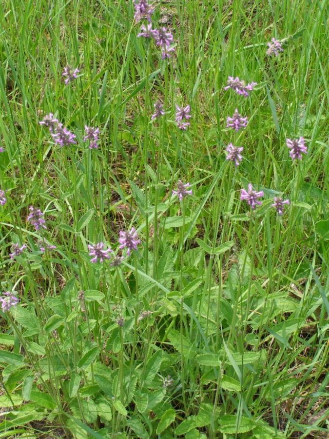 Image of Betonica officinalis specimen.