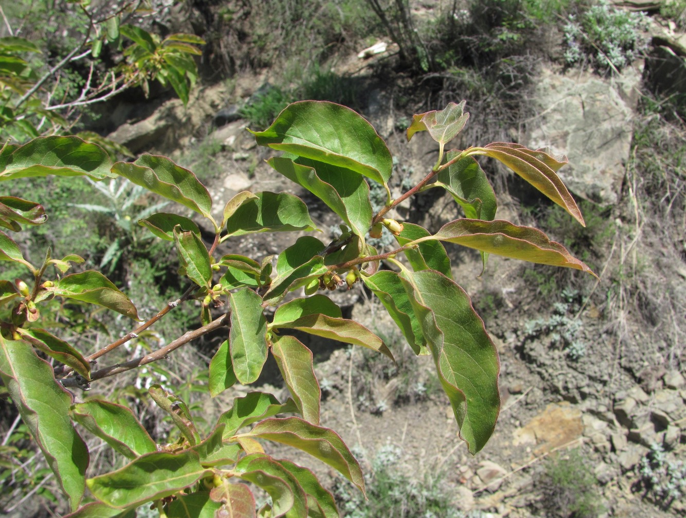 Image of Diospyros lotus specimen.