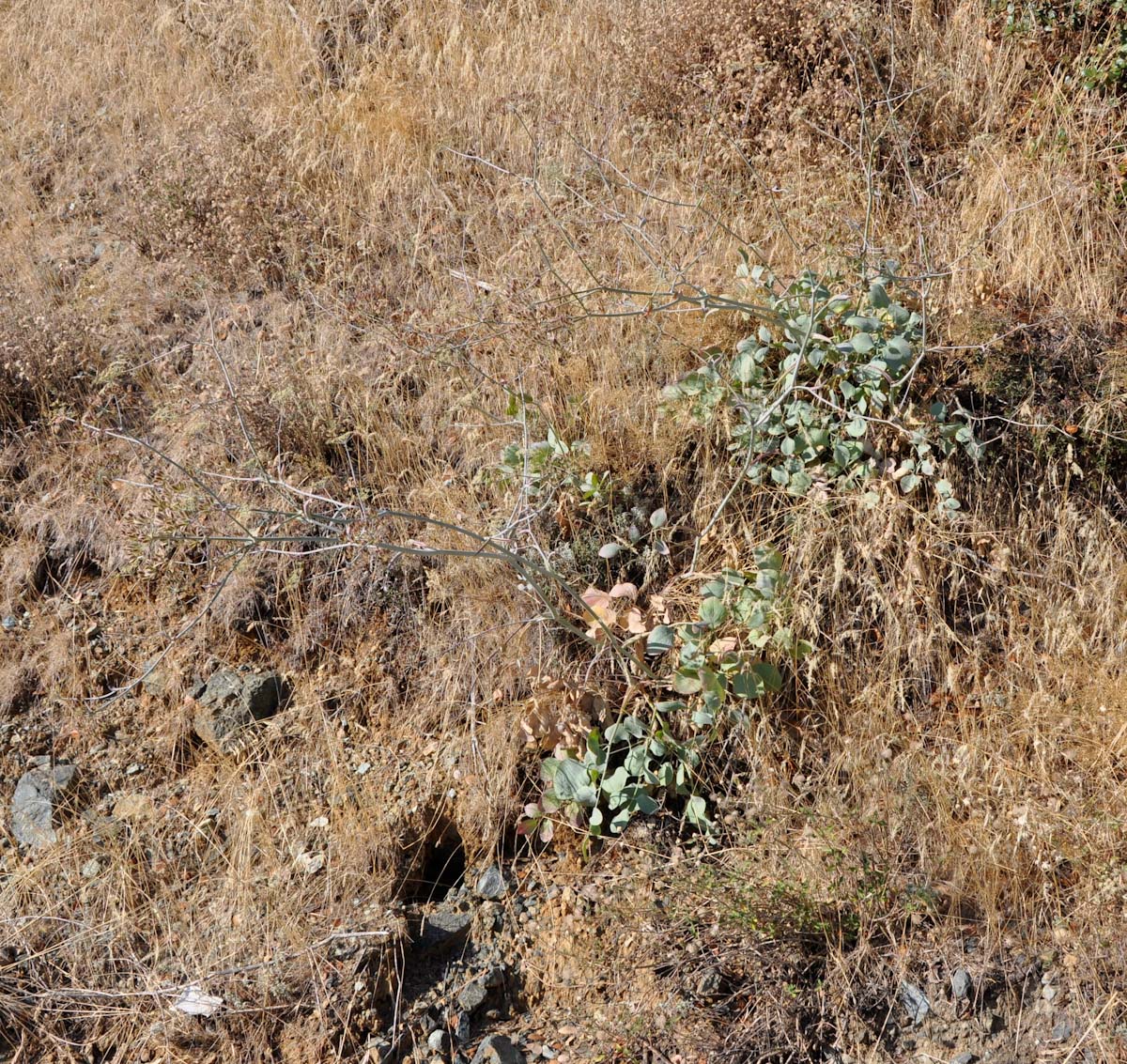 Image of Glaucosciadium cordifolium specimen.