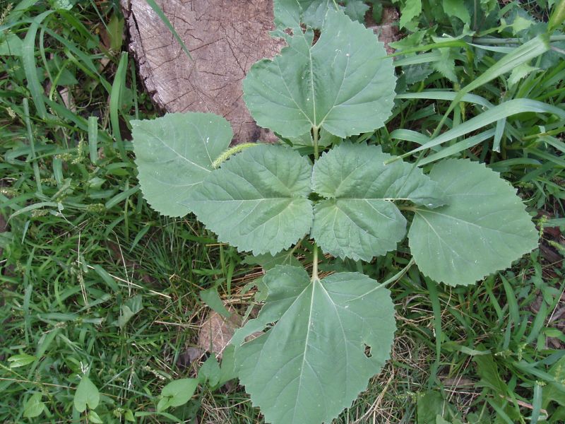 Изображение особи Cyclachaena xanthiifolia.