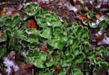 Peltigera aphthosa