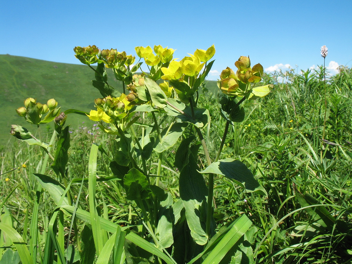 Изображение особи Bupleurum aureum ssp. porfirii.