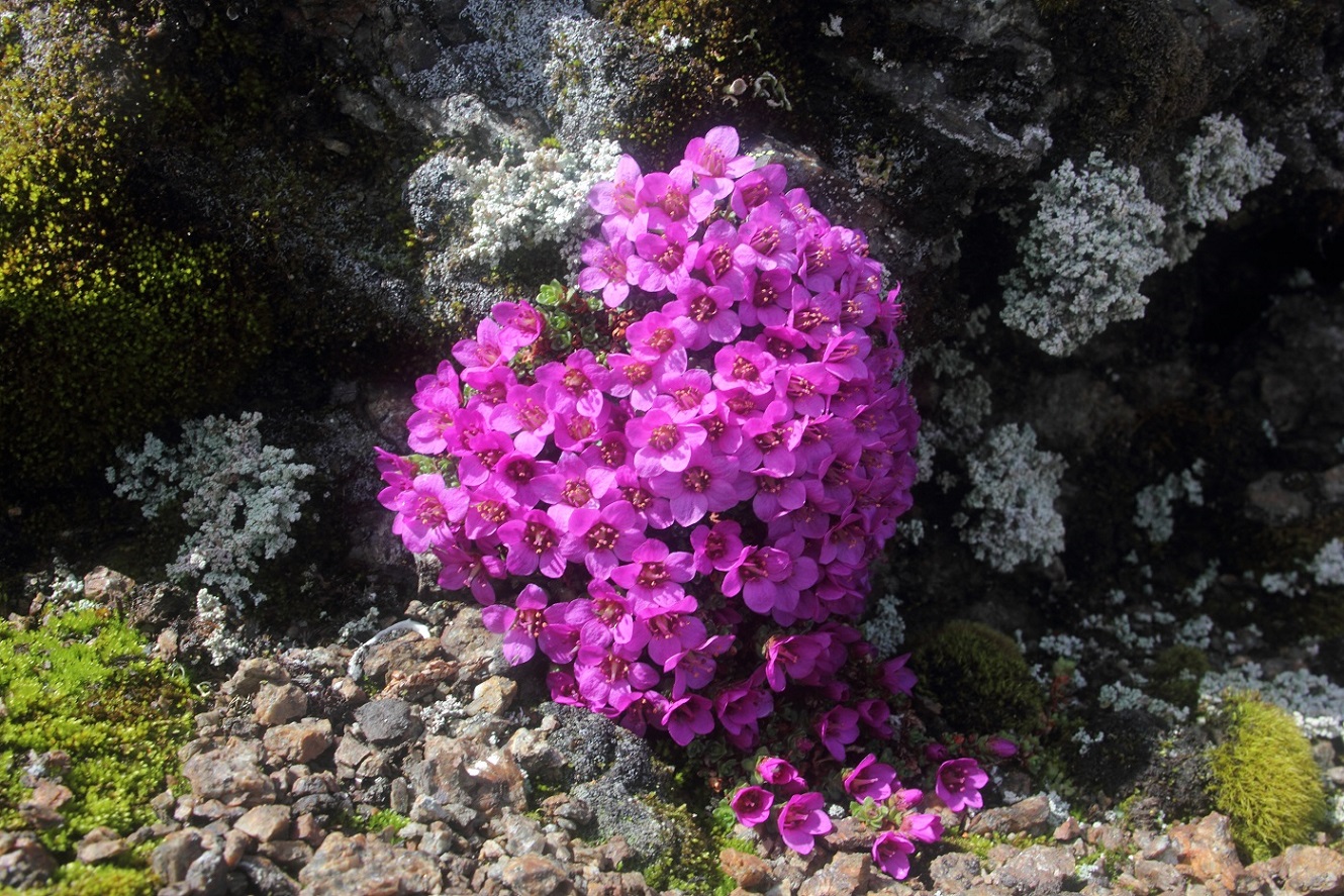 Image of Saxifraga asiatica specimen.