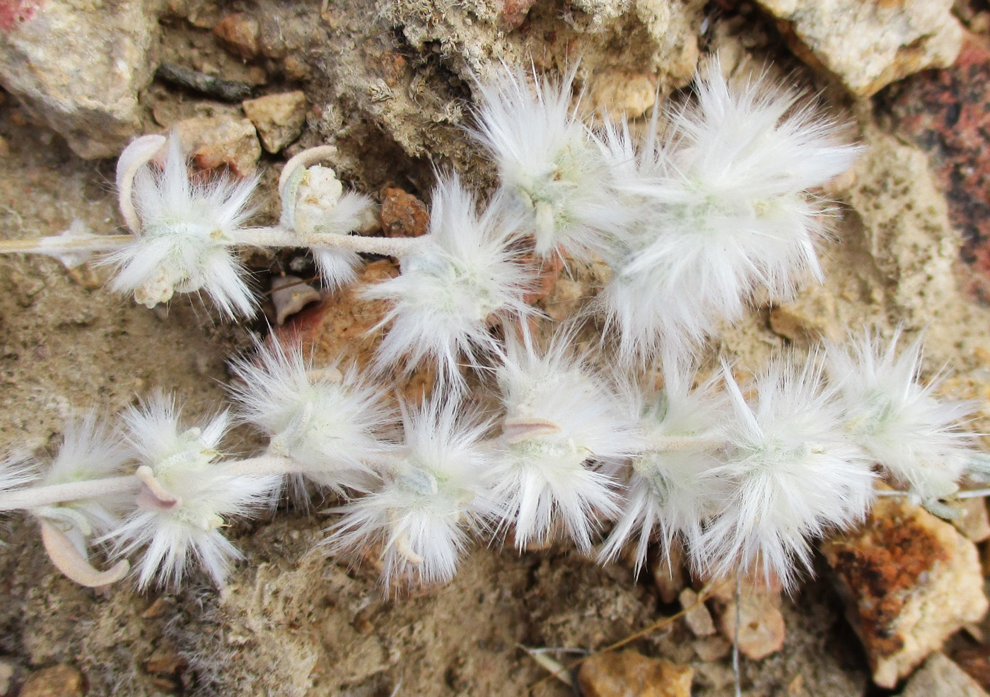 Image of Krascheninnikovia ceratoides specimen.