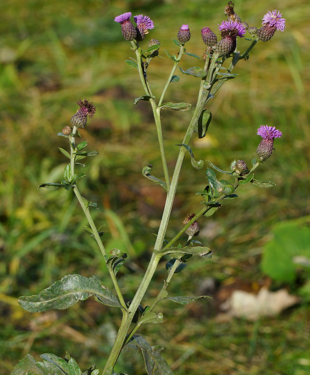 Image of Cirsium setosum specimen.