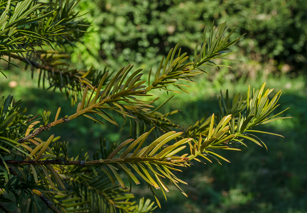 Изображение особи род Taxus.