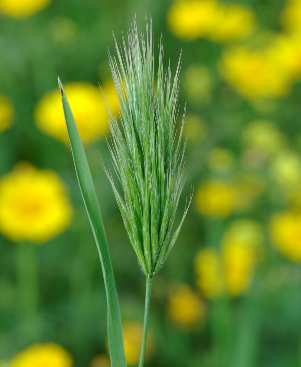 Image of Bromus scoparius specimen.