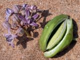 Calotropis gigantea