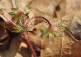 Potentilla fragarioides. Часть побега с отцветшим(?) цветком (вид со стороны чашечки). Приморский край, Шкотовский р-н, пос. Подъяпольск, поляна на склоне, поросшем кустарником. 01.05.2020.