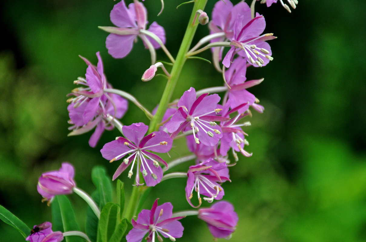 Image of Chamaenerion angustifolium specimen.