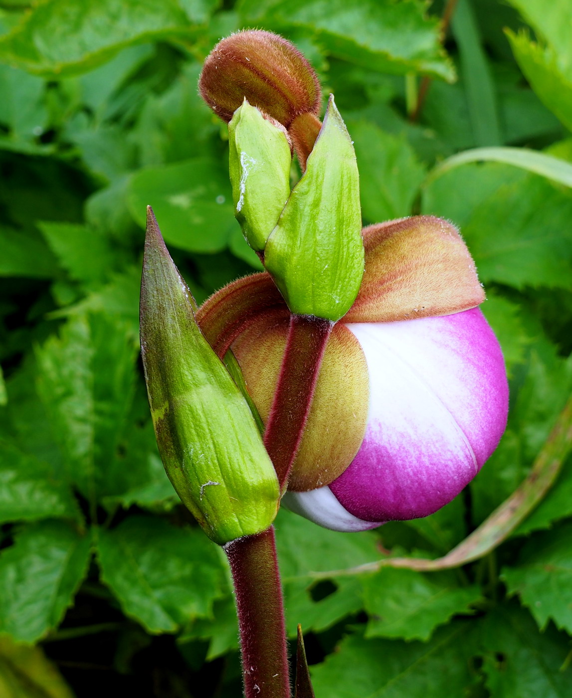 Изображение особи Phragmipedium kovachii.