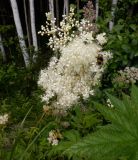 Filipendula ulmaria