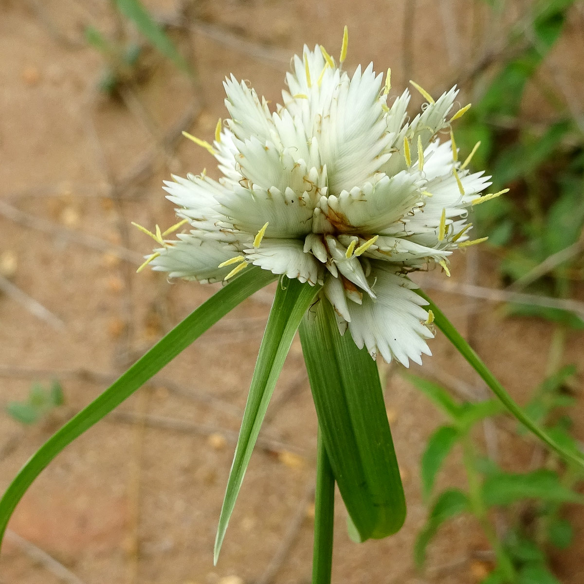 Image of Cyperus niveus specimen.