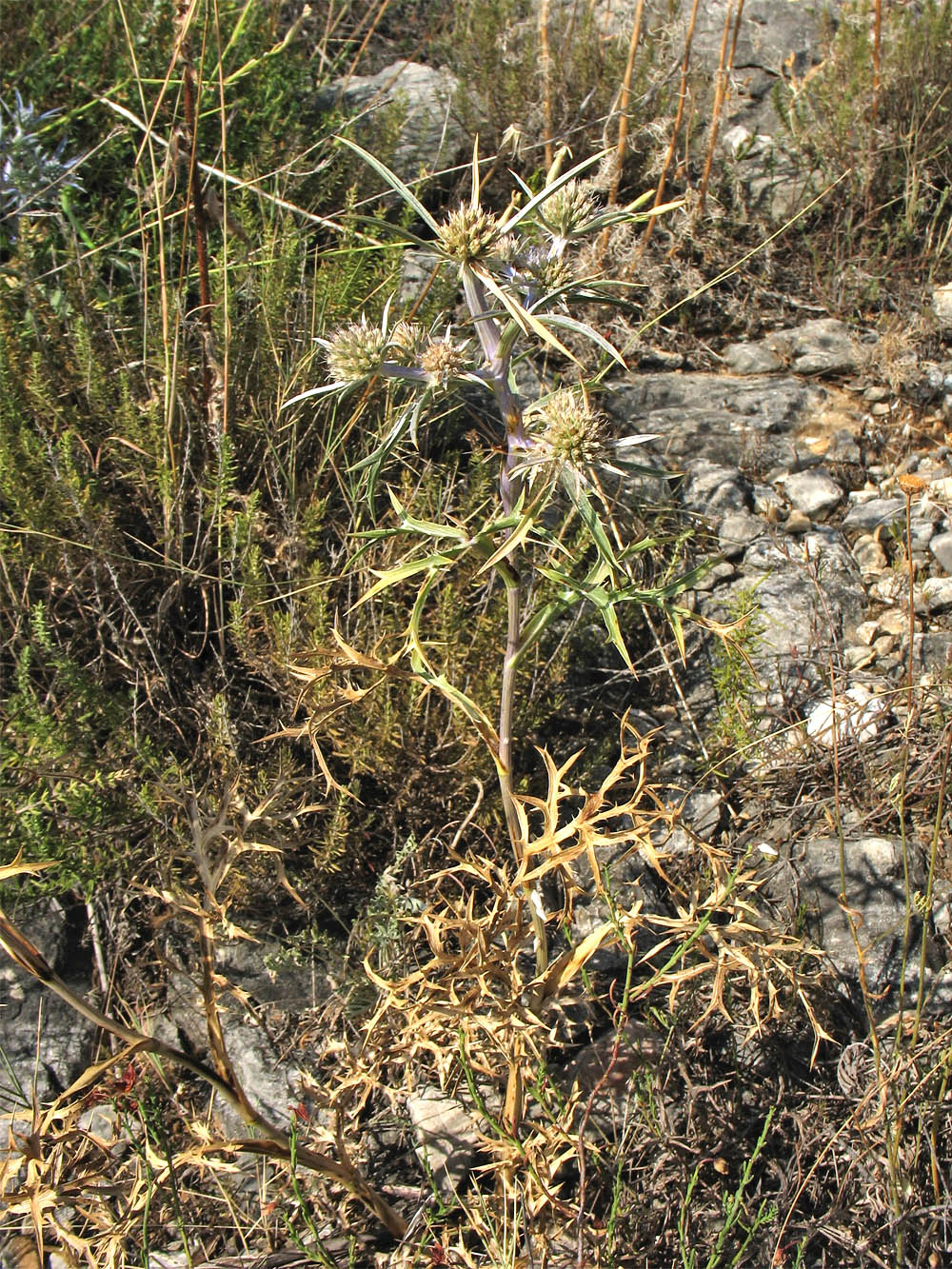 Image of Eryngium amethystinum specimen.