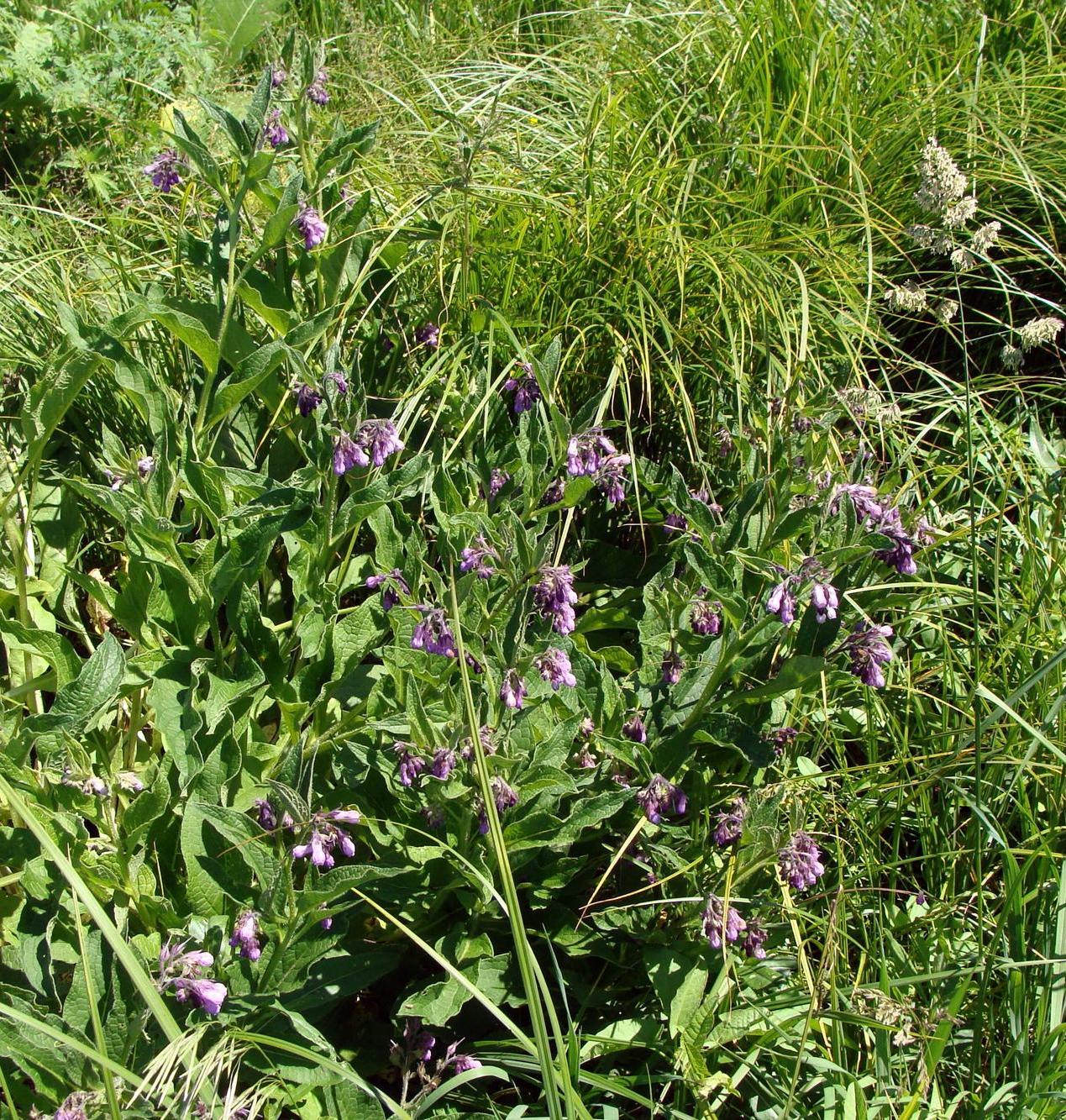 Image of Symphytum officinale specimen.