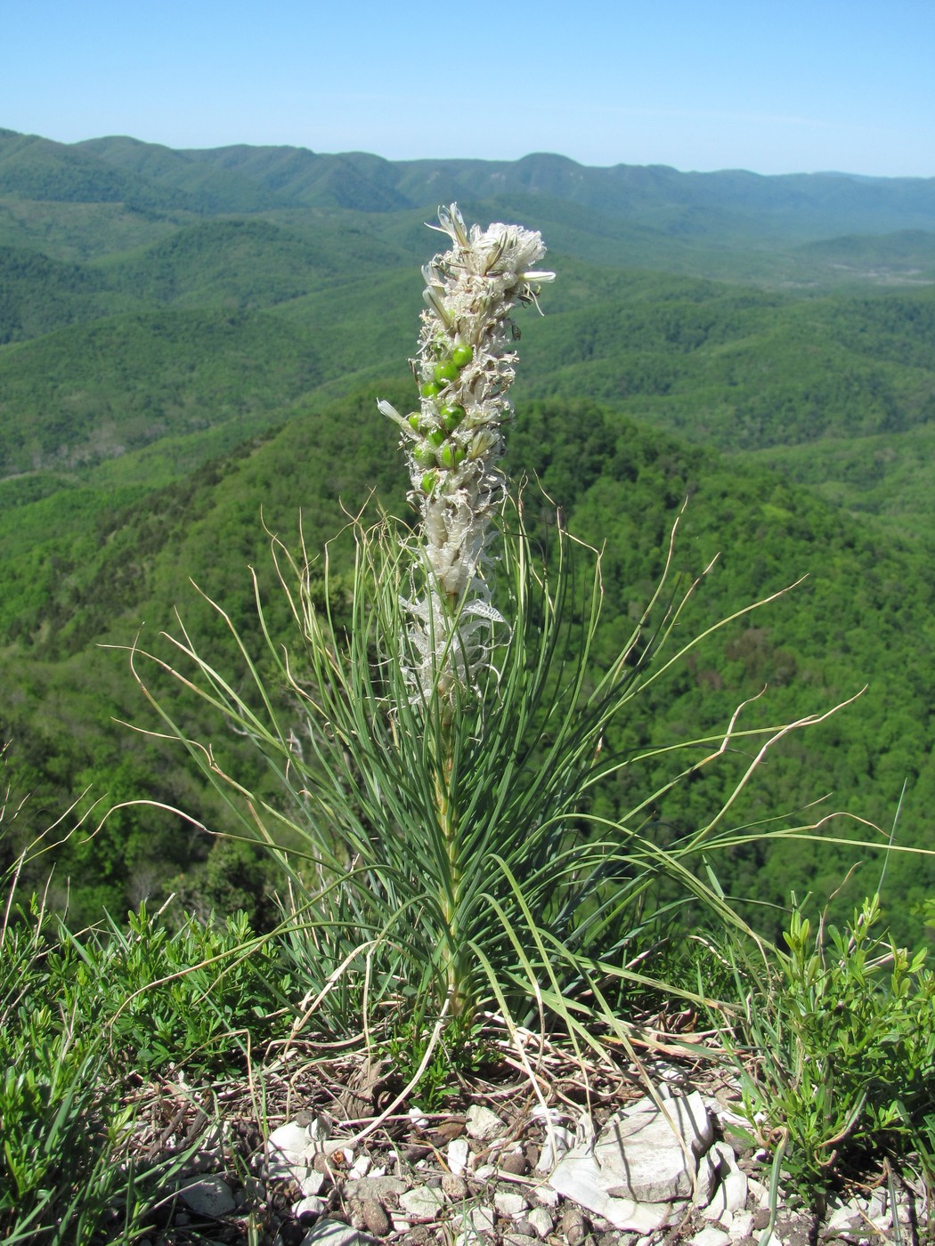 Image of Asphodeline taurica specimen.