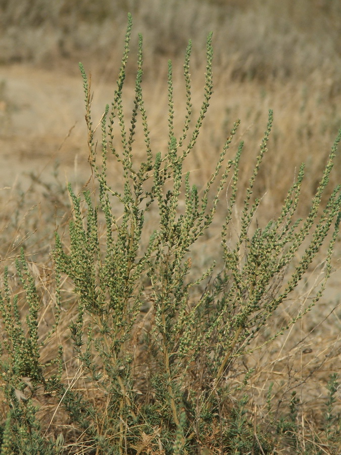 Image of Salsola laricina specimen.