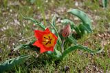 Tulipa suaveolens. Растения с цветком и бутоном. Калмыкия, Яшкульский р-н, окр. пос. Улан-Эрге, степь. 20.04.2021.