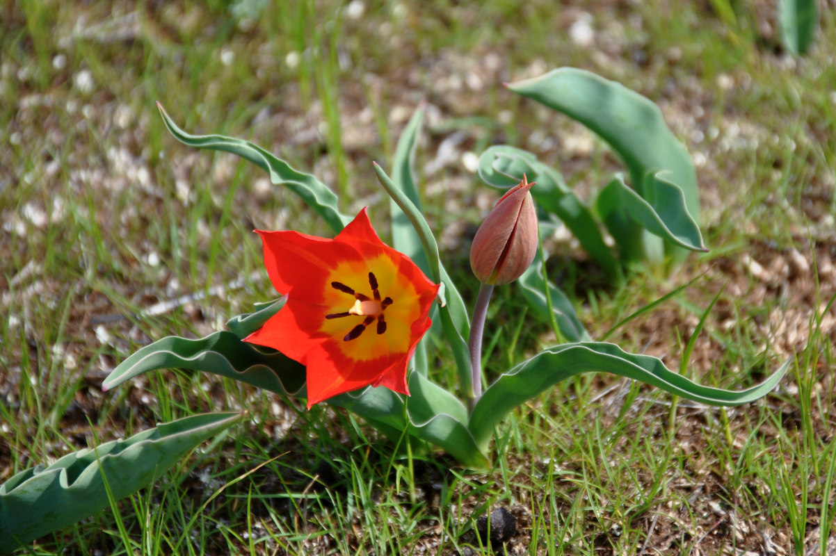 Image of Tulipa suaveolens specimen.