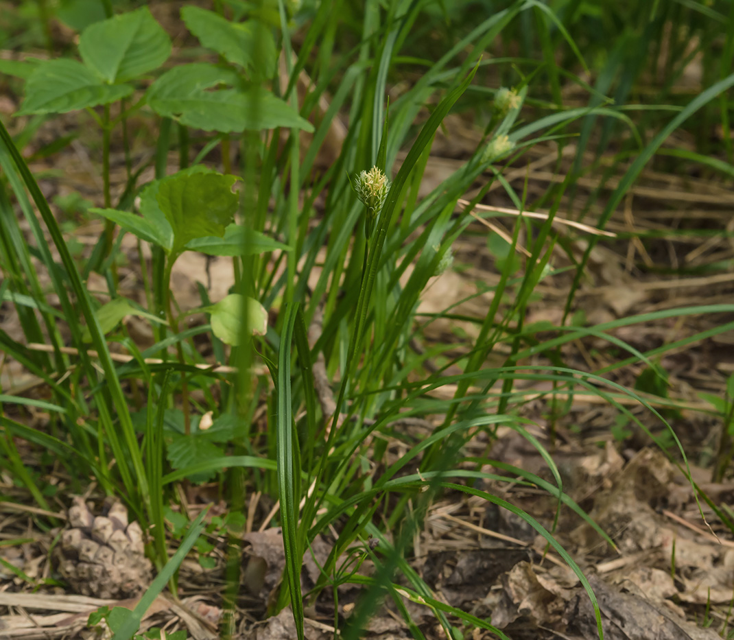 Изображение особи Phleum pratense.