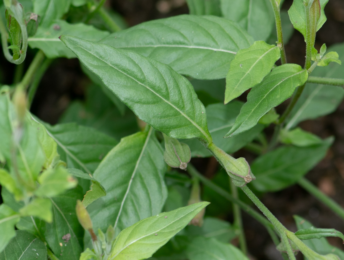 Image of Oenothera rosea specimen.