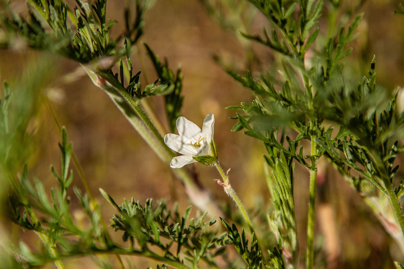 Изображение особи Erodium stevenii.