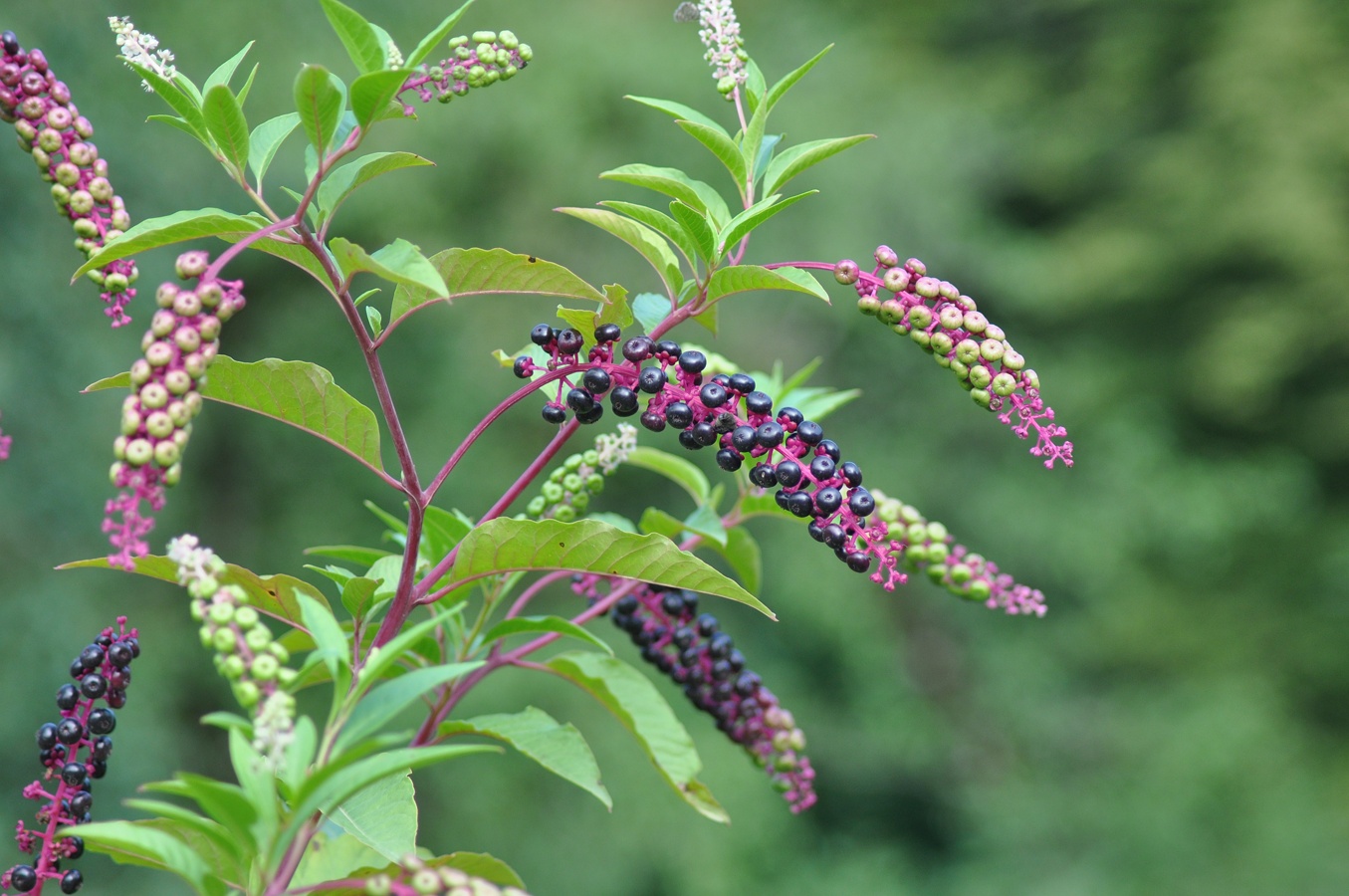 Image of Phytolacca americana specimen.