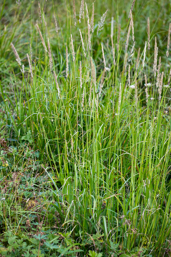 Изображение особи Calamagrostis arundinacea.