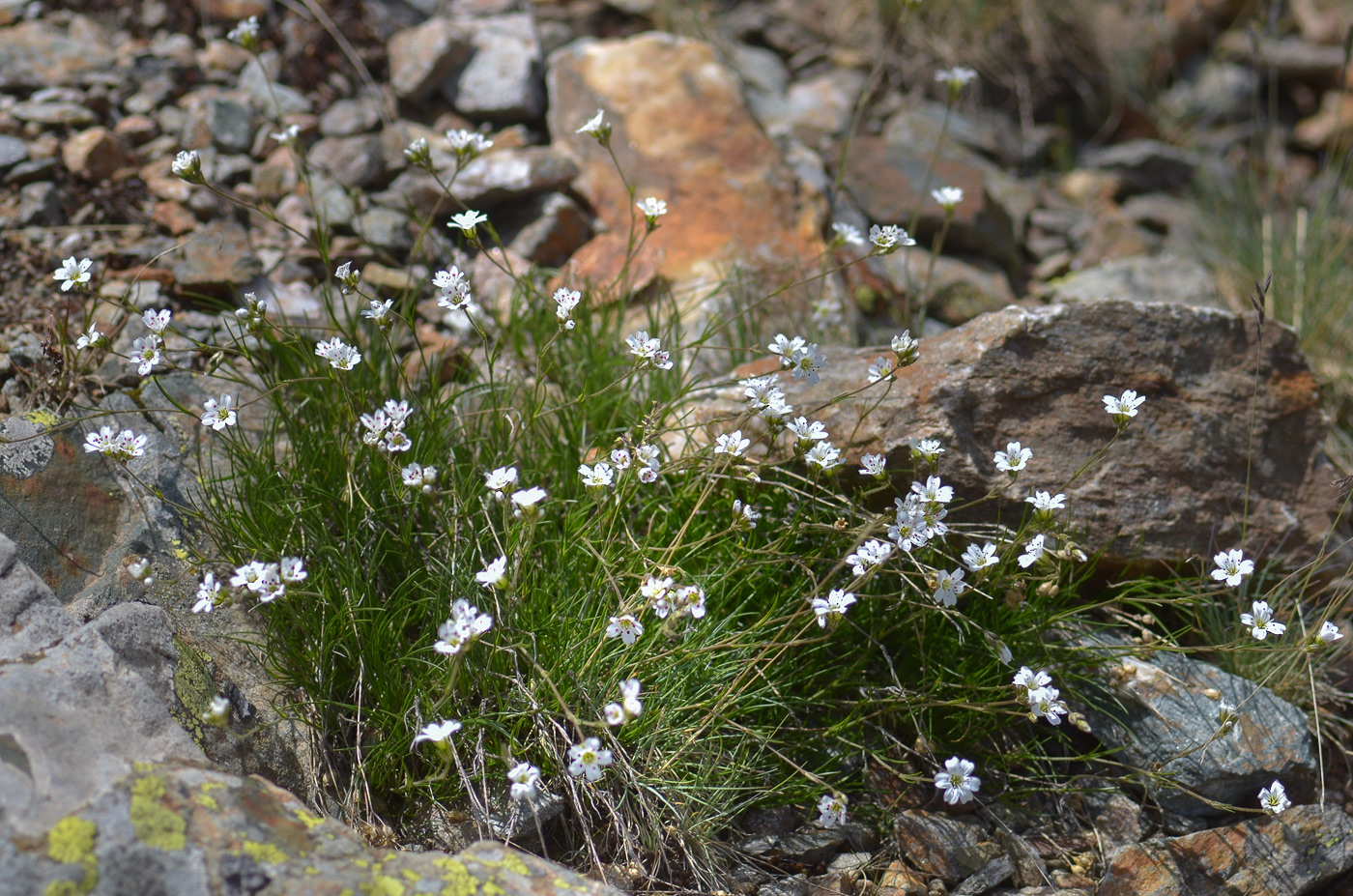 Image of Eremogone lychnidea specimen.